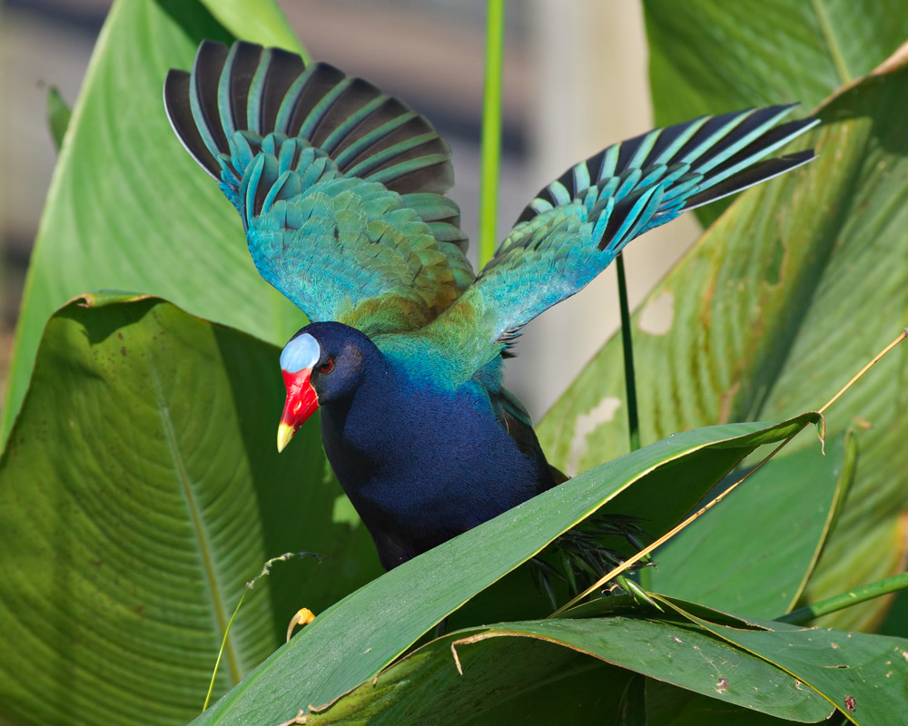 Purple Gallinule